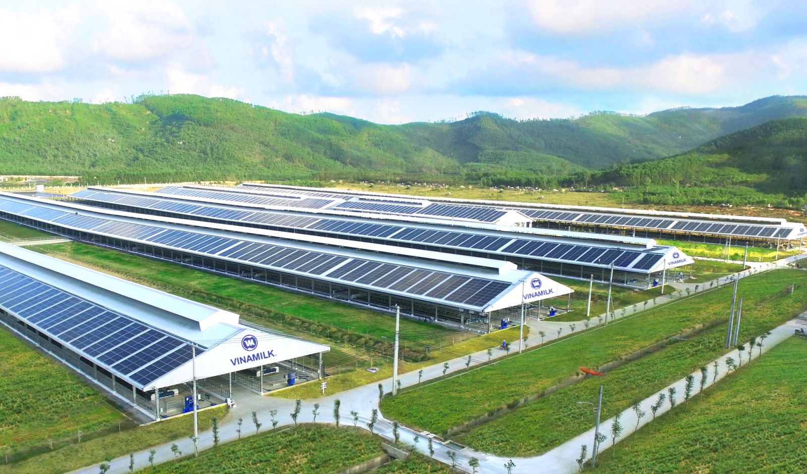 Trang trại Vinamilk Green Farm tại Quảng Ngãi có quy mô đàn bò sữa 4000 con